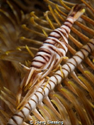 Crinoid shrimp on it´s featherstar by Joerg Blessing 